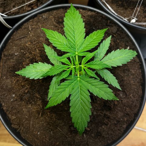 Bella Blue growlog photo: Strippergirl
