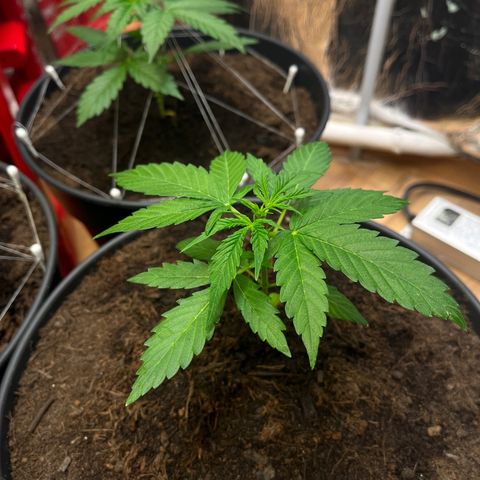 Bella Blue growlog photo: Strippergirl