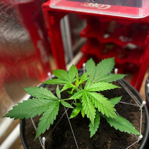 Radical Russian growlog photo: Fixed him