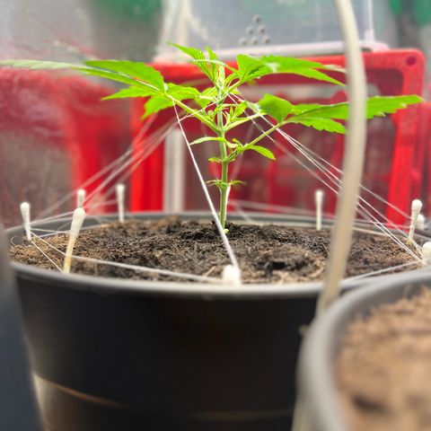 Radical Russian growlog photo: Fixed him