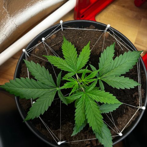 Radical Russian growlog photo: Fixed him
