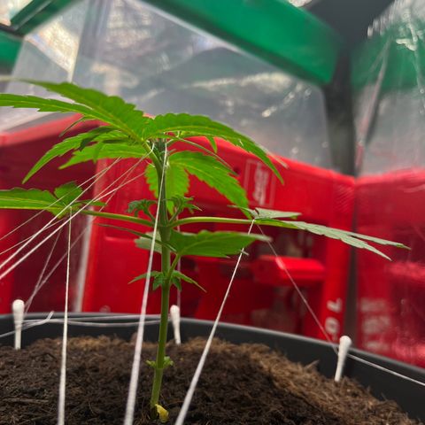 Renate growlog photo: First BDSM