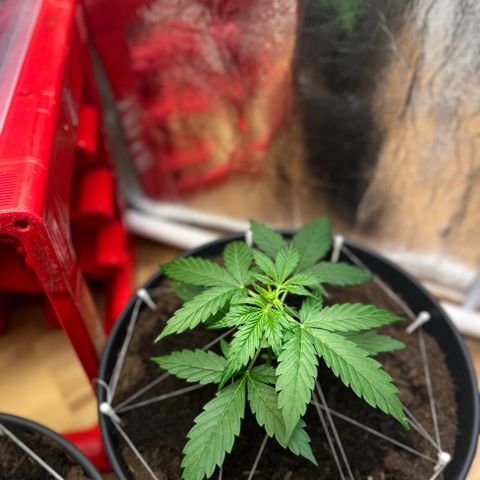 Renate growlog photo: First BDSM