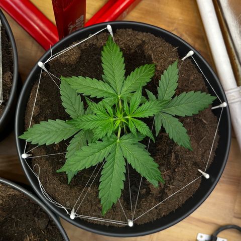 Renate growlog photo: First BDSM