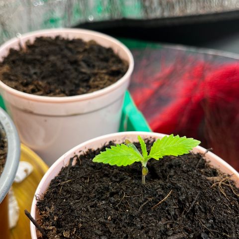 Ashley Ash growlog photo: Here we go