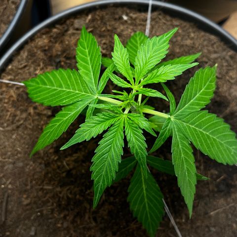 Bella Blue growlog photo: Give it to me YEAH 