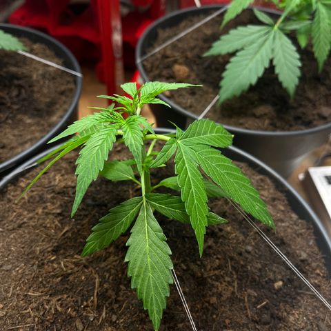 Bella Blue growlog photo: Give it to me YEAH 