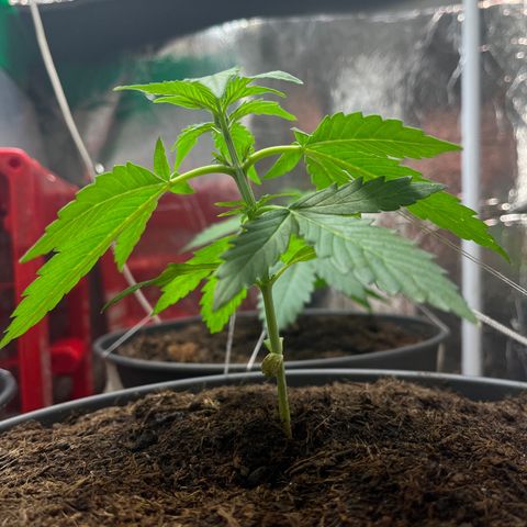 Bella Blue growlog photo: Give it to me YEAH 