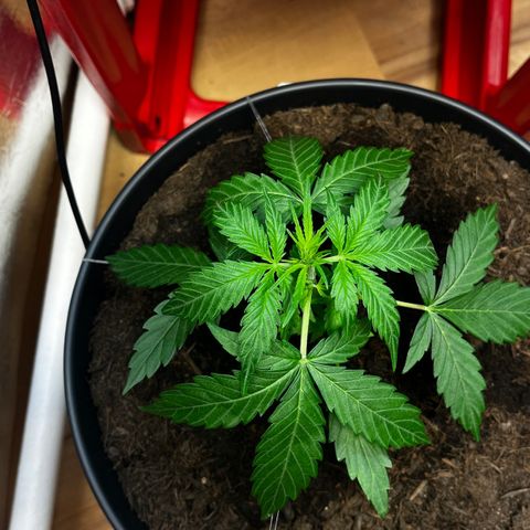 Renate growlog photo: Seem‘s more like the gelato Pheno