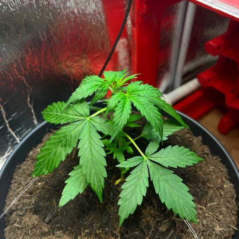 Renate growlog photo: Seem‘s more like the gelato Pheno