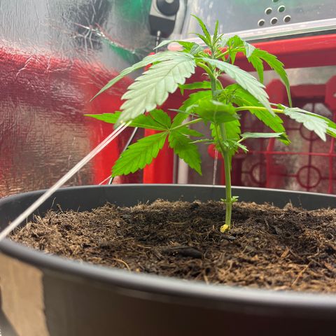 Renate growlog photo: Seem‘s more like the gelato Pheno