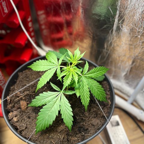 Radical Russian growlog photo: Interested how it will taste 