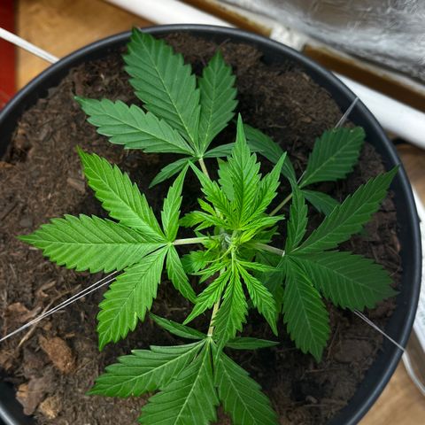 Radical Russian growlog photo: Interested how it will taste 