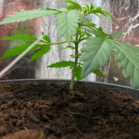 Radical Russian growlog photo: Interested how it will taste 