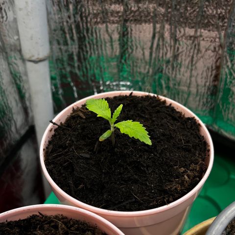 Ashley Ash growlog photo: Interesting green 