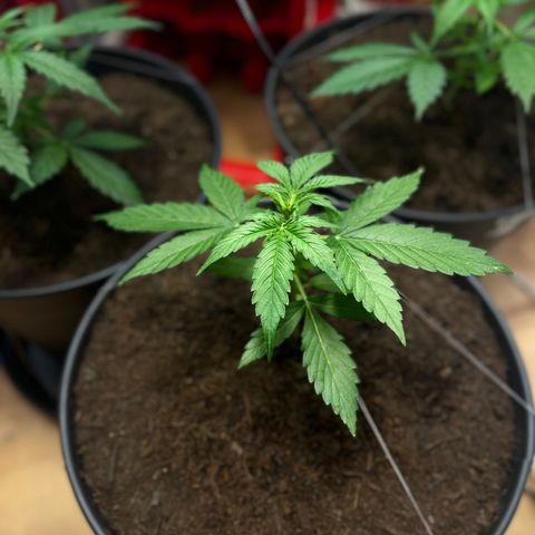 Bella Blue growlog photo: Get stronger and stronger