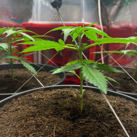 Bella Blue growlog photo: Get stronger and stronger