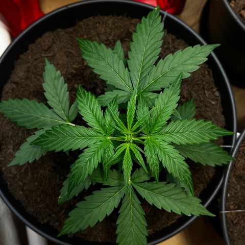 Renate growlog photo: Get stronger and stronger