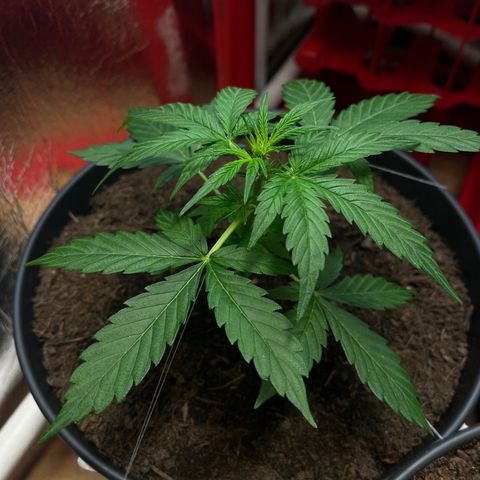 Renate growlog photo: Get stronger and stronger