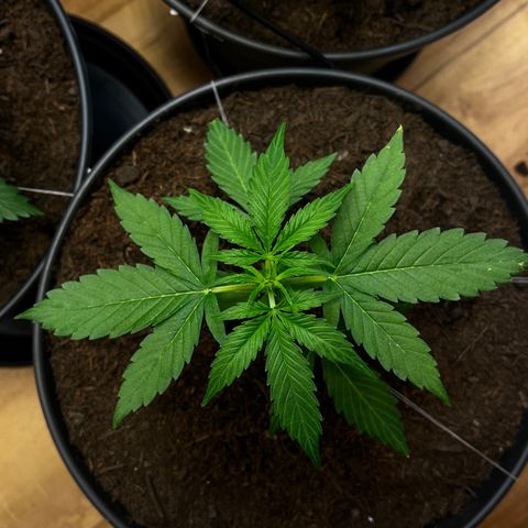 Bella Blue growlog photo: Get stronger and stronger