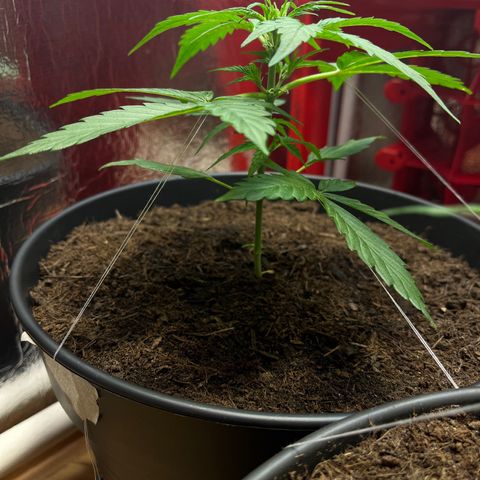 Renate growlog photo: Get stronger and stronger