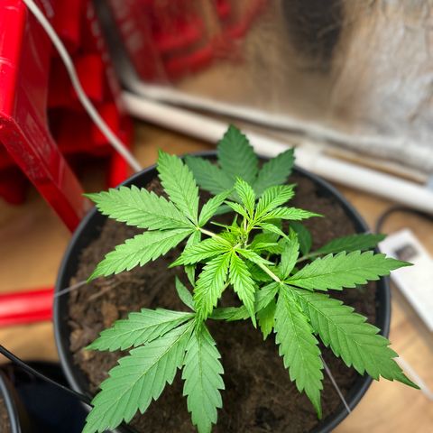 Radical Russian growlog photo: Get stronger and stronger
