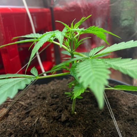 Radical Russian growlog photo: Get stronger and stronger