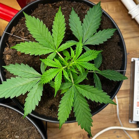 Radical Russian growlog photo: Get stronger and stronger