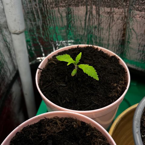 Ashley Ash growlog photo: Albino Pheno ?