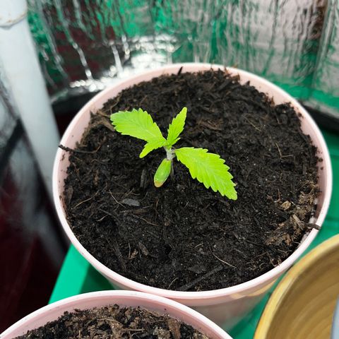 Ashley Ash growlog photo: Albino Pheno ?