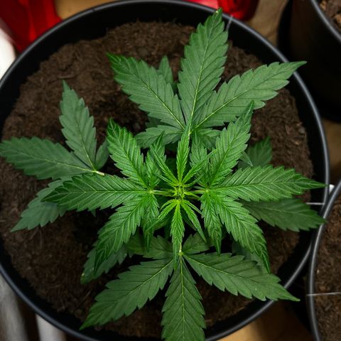 Renate growlog timeline photo