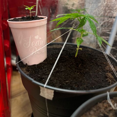 Bella Blue growlog photo: Thin 
