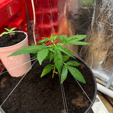 Bella Blue growlog photo: Thin 