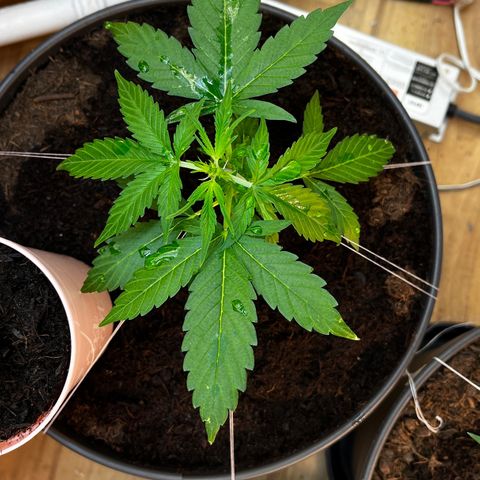 Bella Blue growlog photo: Thin 
