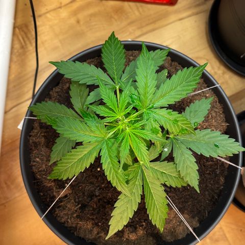 Renate growlog photo: My Granny ❤️