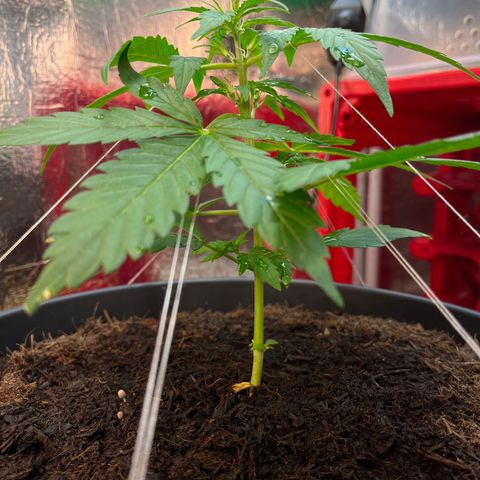 Renate growlog photo: My Granny ❤️