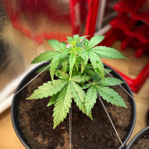 Renate growlog photo: My Granny ❤️