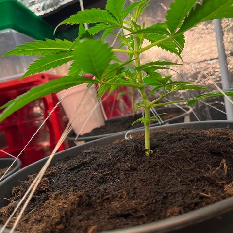 Radical Russian growlog photo: Yeah maan