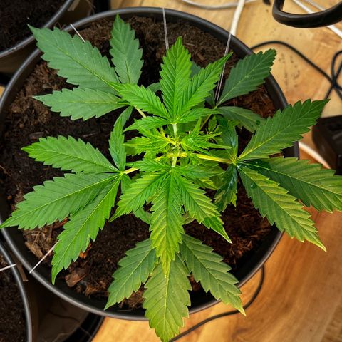 Radical Russian growlog photo: Yeah maan
