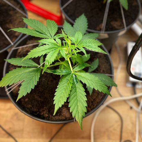 Radical Russian growlog photo: Yeah maan