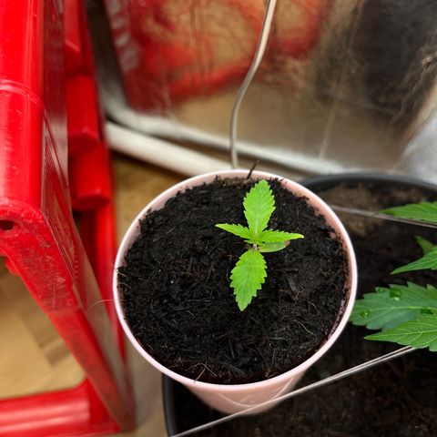 Ashley Ash growlog photo: Im so excited 👨🏻‍🦼👨🏻‍🦼👨🏻‍🦼