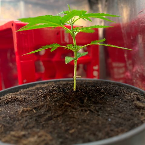 Bella Blue growlog photo: Pump up 