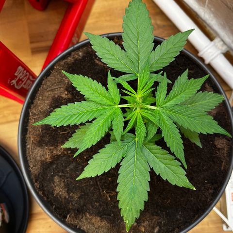 Bella Blue growlog photo: Pump up 