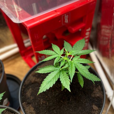 Bella Blue growlog photo: Pump up 