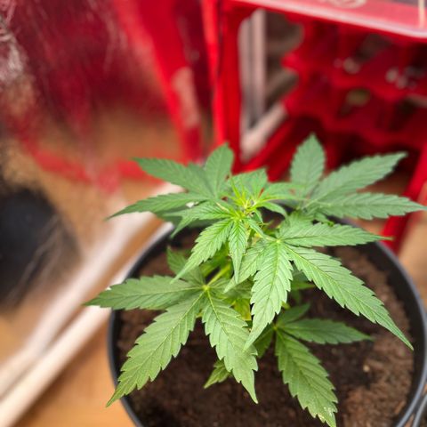 Renate growlog photo: Still Mambo Nr.1