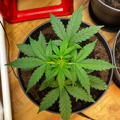 Renate growlog photo: Still Mambo Nr.1