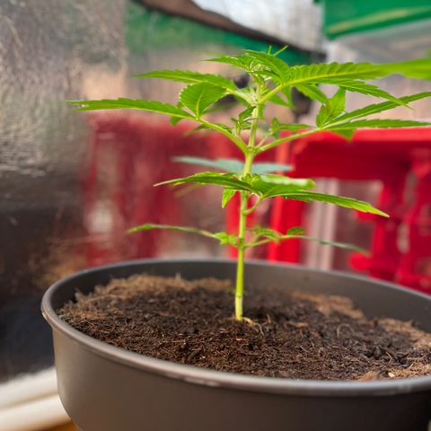 Renate growlog photo: Still Mambo Nr.1