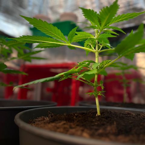 Radical Russian growlog photo: Dangerous