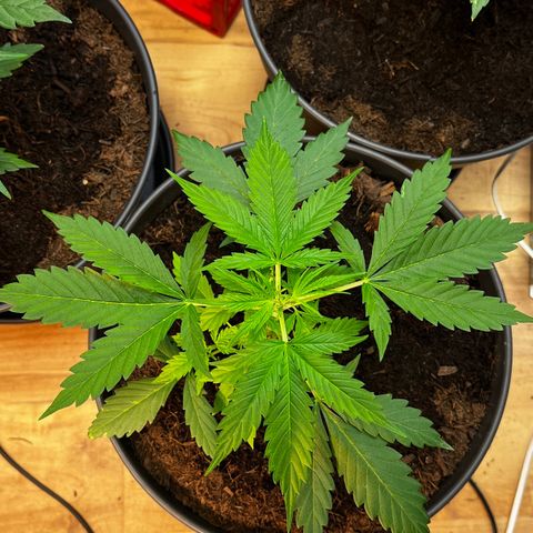 Radical Russian growlog photo: Dangerous