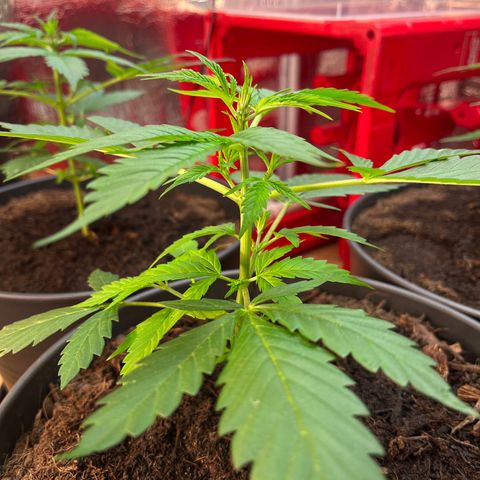 Radical Russian growlog photo: Dangerous